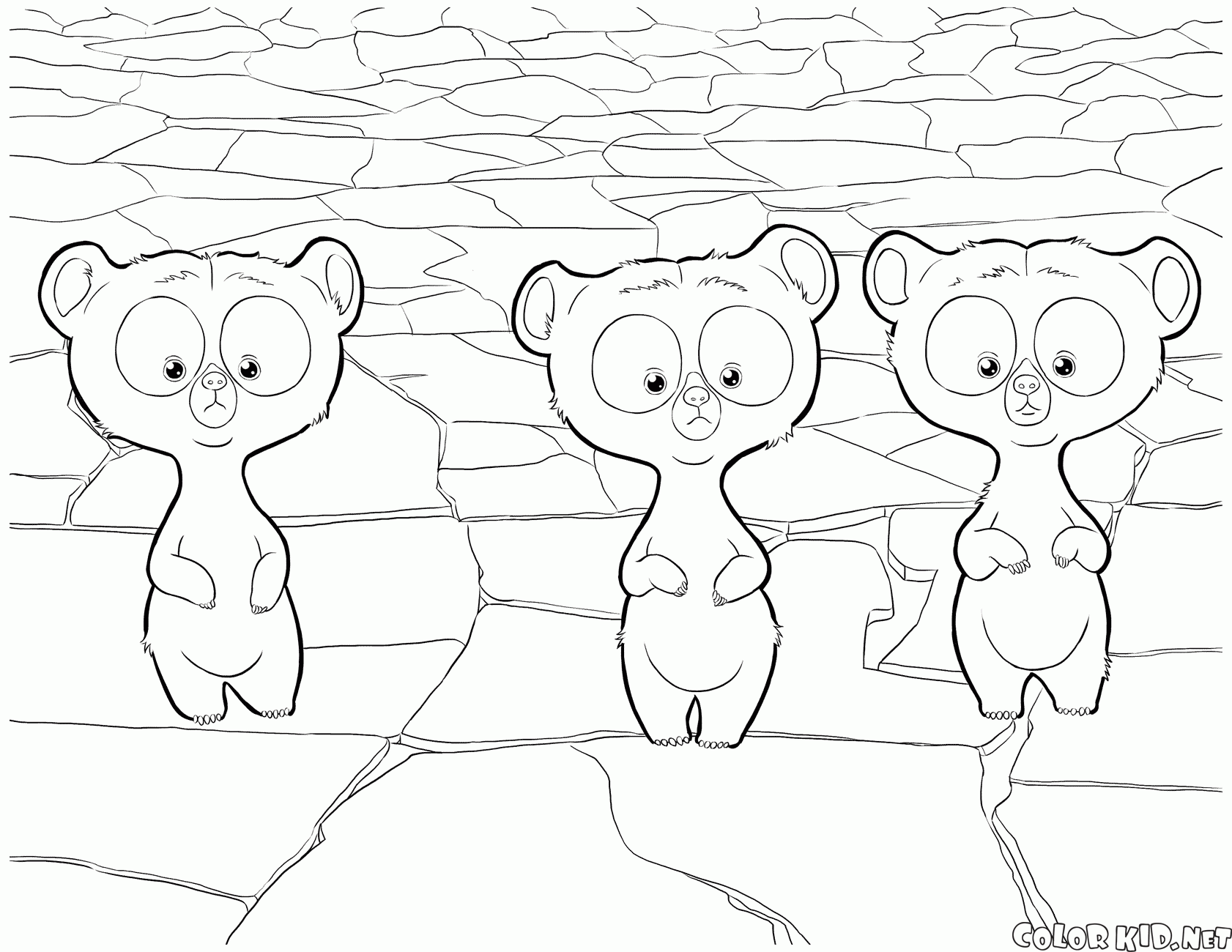 أصبحت ثلاثة توائم اشبال الدب
