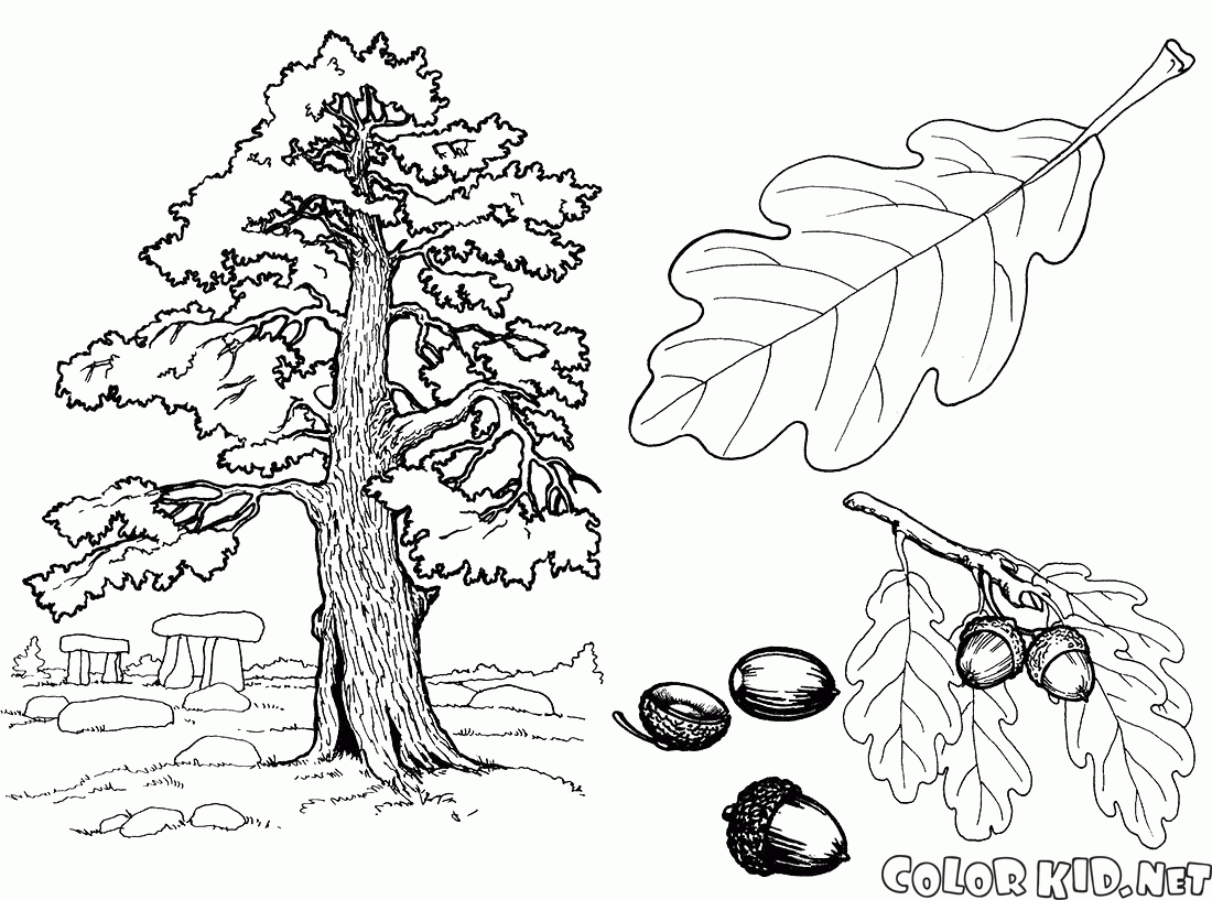 شجرة البلوط