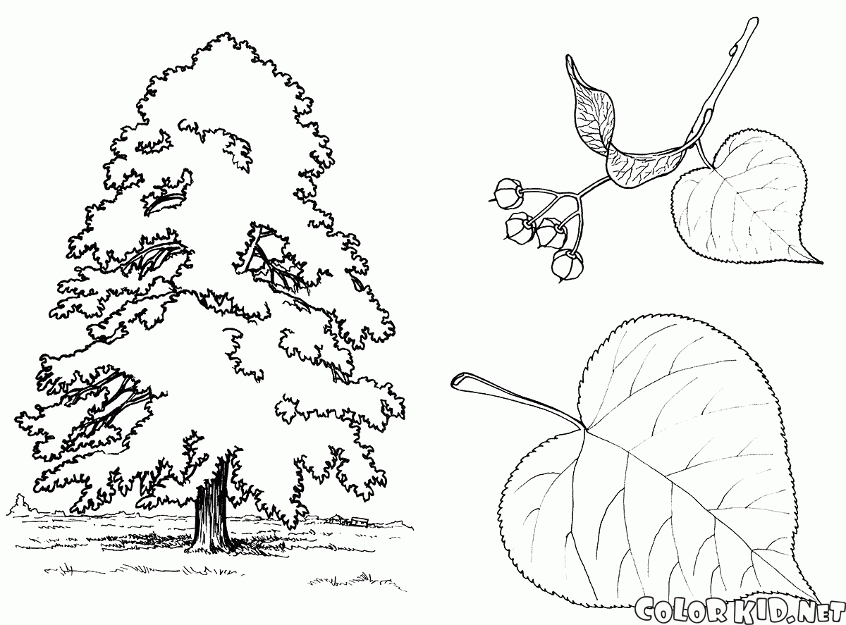شجرة الزيزفون