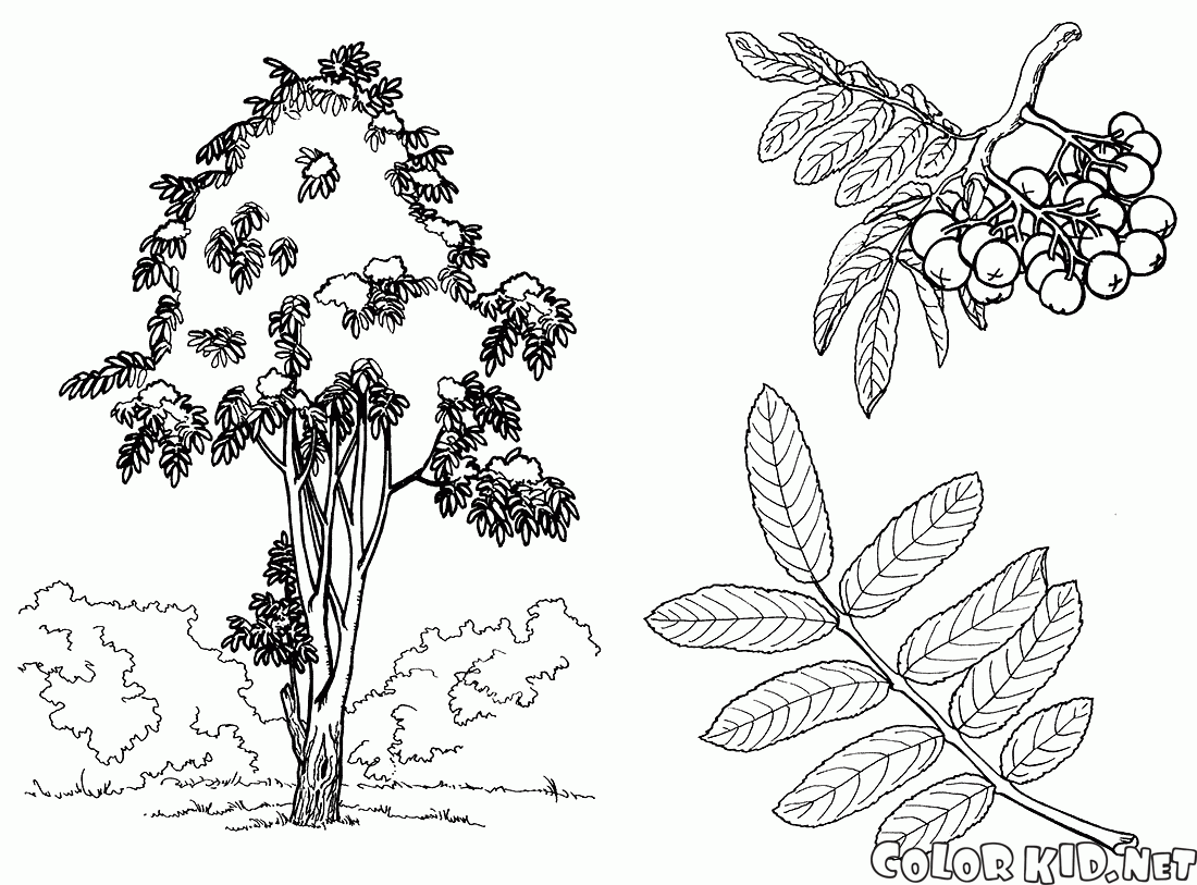 شجرة روان