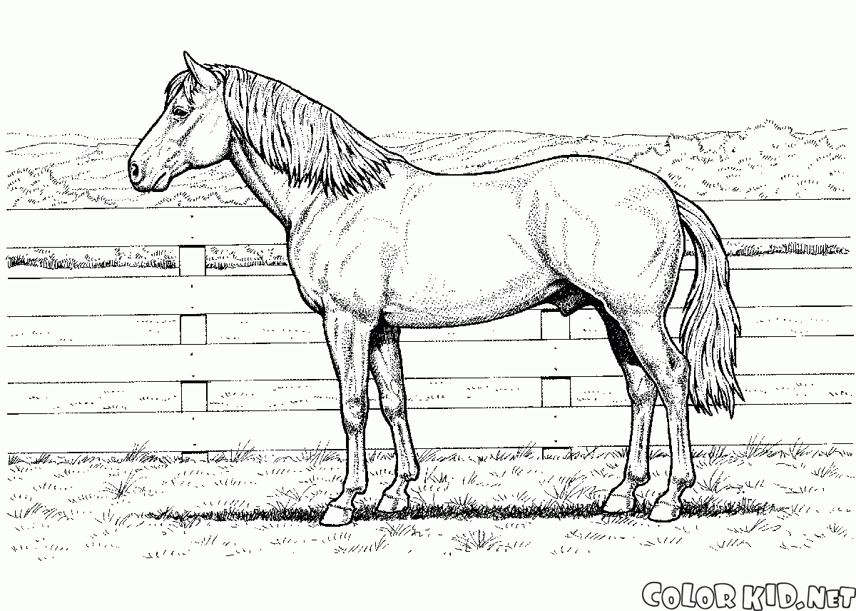 الحصان على مزرعة