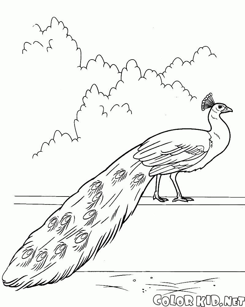 رسم طاووس في الطبيعه للتلوين لبس رسمي