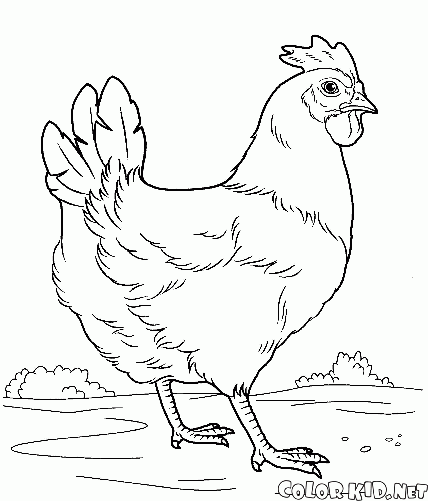 الدجاجة في المرج