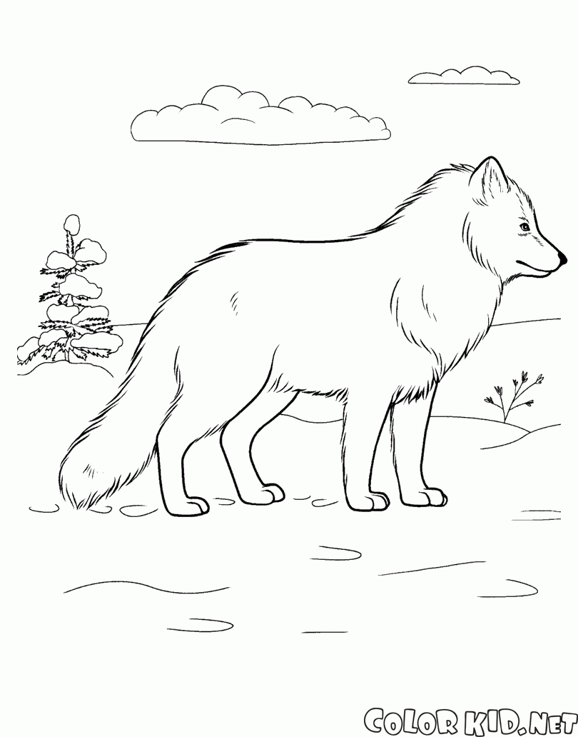 الثعلب القطبي الشمالي