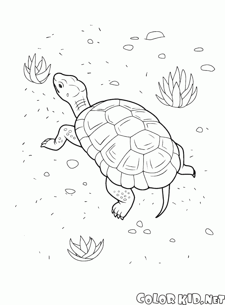 السلاحف على شاطئ البحر
