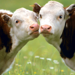 الحيوانات الأليفة