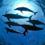 الحيوانات المائية