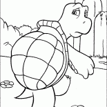 الزواحف السلحفاة