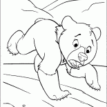 الدب الصغير