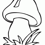 فطر