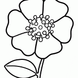 زهرة