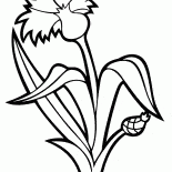 القنطريون العنبري نبات