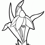 زهرة اللبن الثلجية