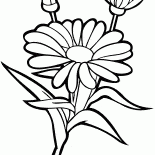 عصابة بانج