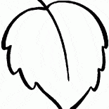 أوراق البتولا