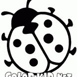 دعسوقة خنفساء صغيرة