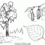 البتولا شجرة