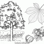 شجرة الكستناء