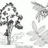 شجرة روان