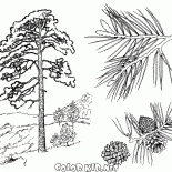 اشجار الصنوبر