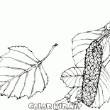 البتولا أوراق