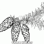 فروع شجرة التنوب مع المخاريط