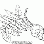 فرع روان