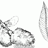 ثمار الصفصاف