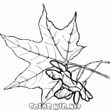 أوراق القيقب والبذور