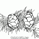 الإبر الصنوبر