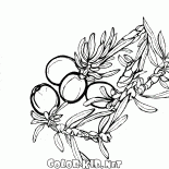 العرعر في إزهار