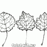 أوراق الحور الرجراج