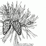 شجرة الصنوبر في إزهار