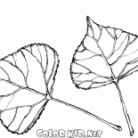 أوراق الحور