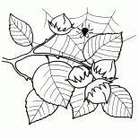 عسلي الفاكهة