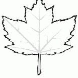 القيقب الحمراء