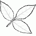 أوراق الرماد