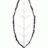 أوراق الكرز