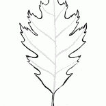 ورقة البلوط