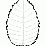 أوراق البتولا