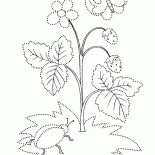 تزهر في الصيف الفراولة