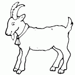 الماعز - رمزا من السنة