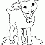 الأغنام مع جرس