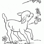 الأغنام مضحك