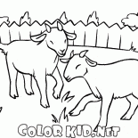 الماعز في العشب