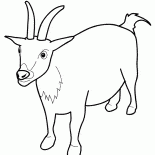 الماعز في حالة تأهب
