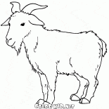 الماعز الرعي