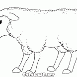يبتسم الأغنام