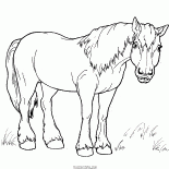 الحصان للنزهة