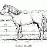 الحصان على مزرعة